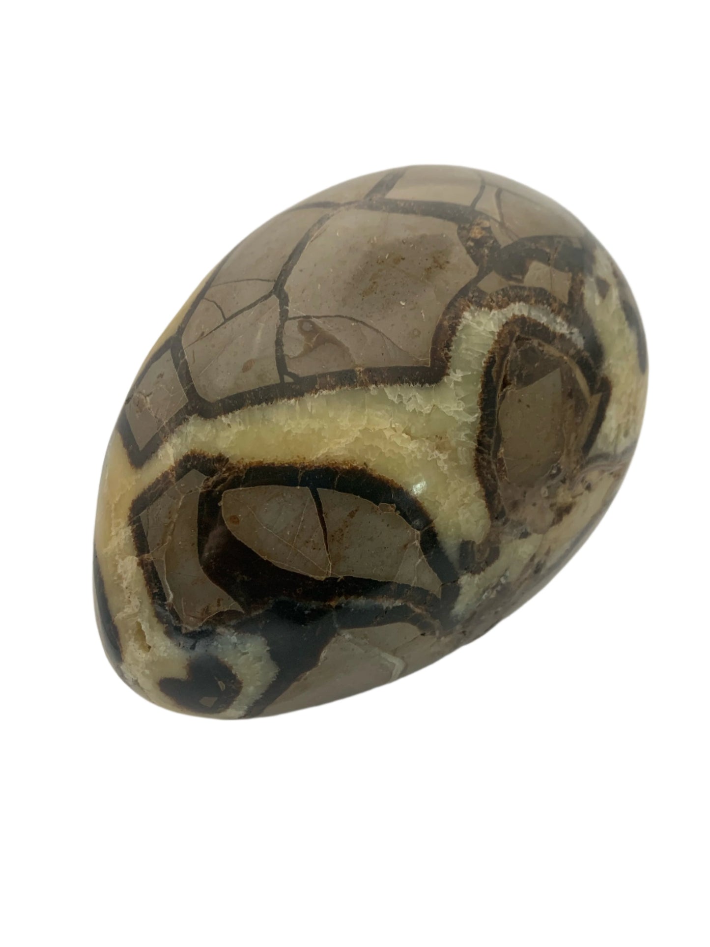 6lb 13oz Septarian Egg