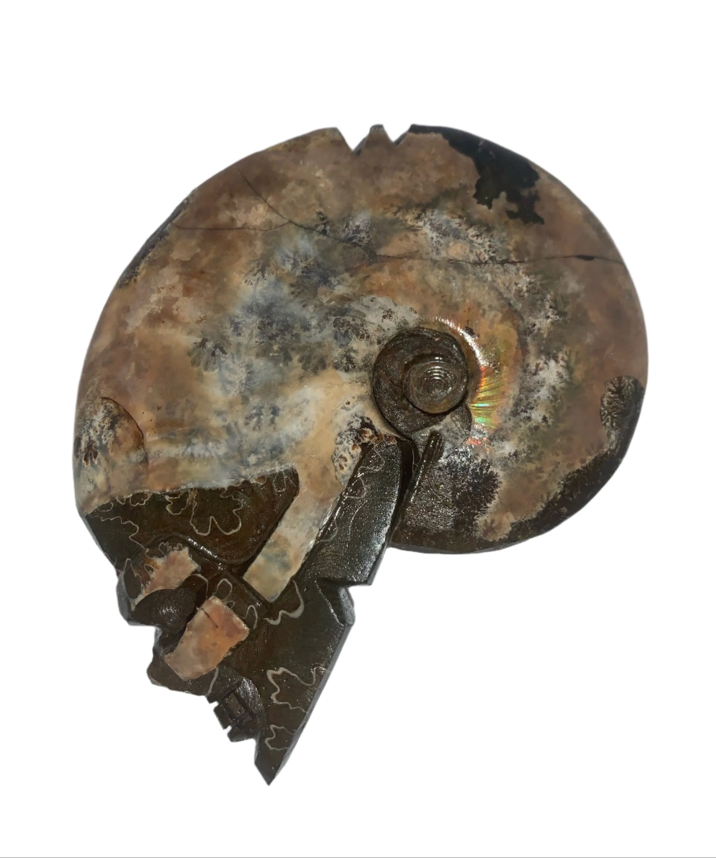 Ammonite Skull Carving