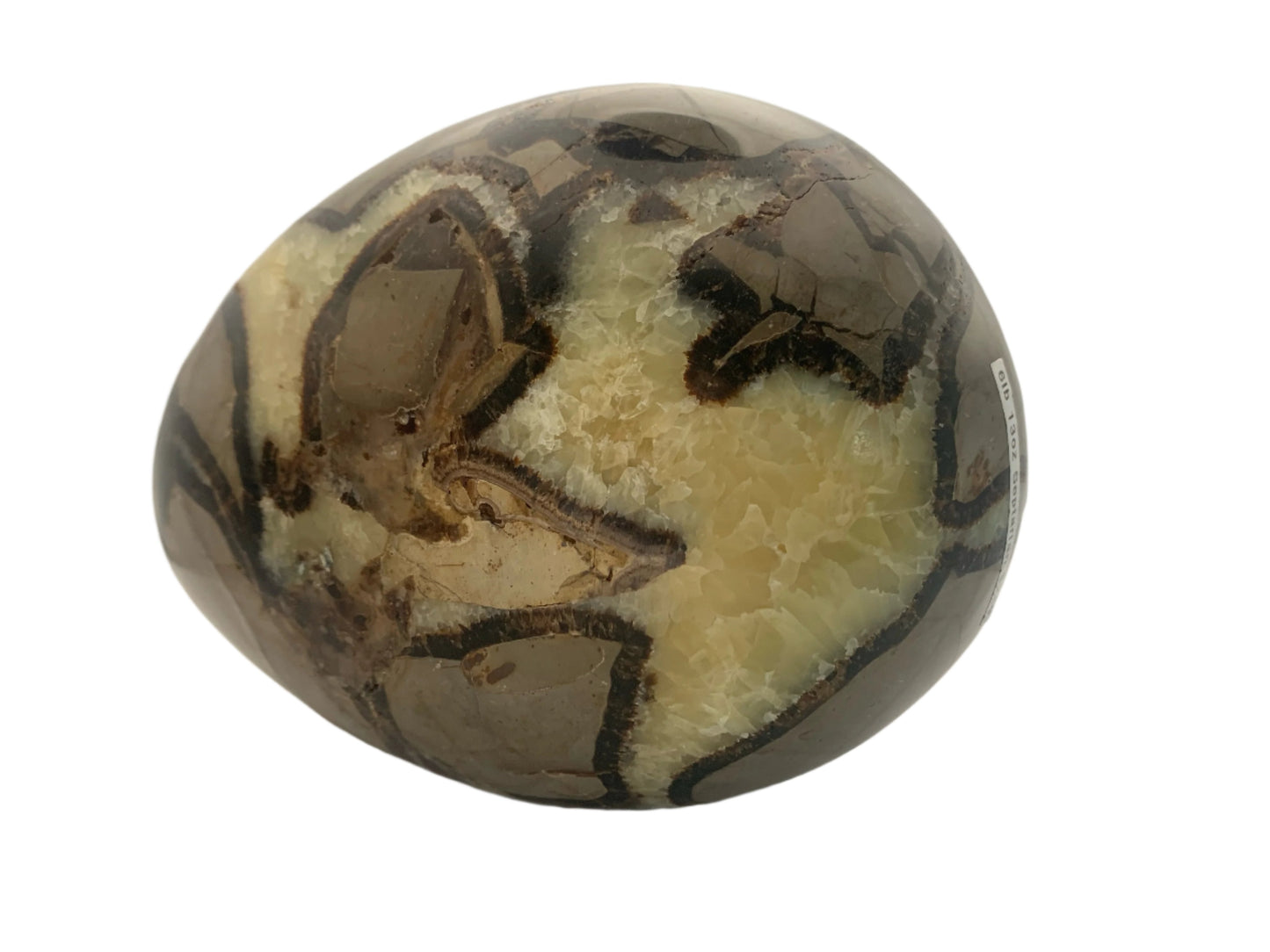 6lb 13oz Septarian Egg