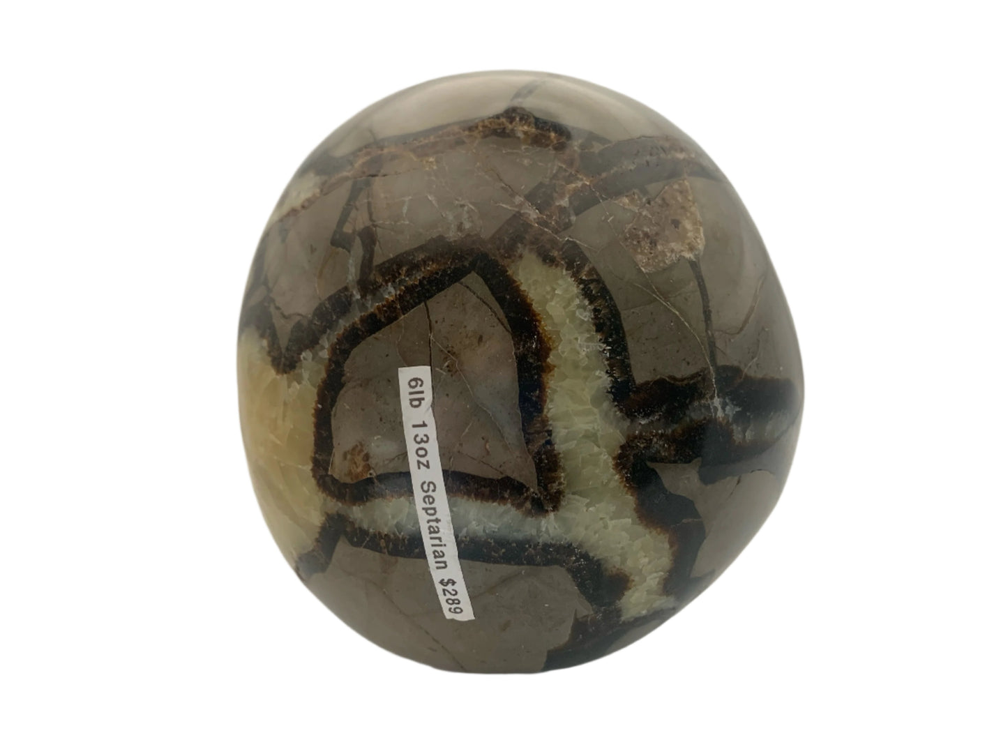 6lb 13oz Septarian Egg