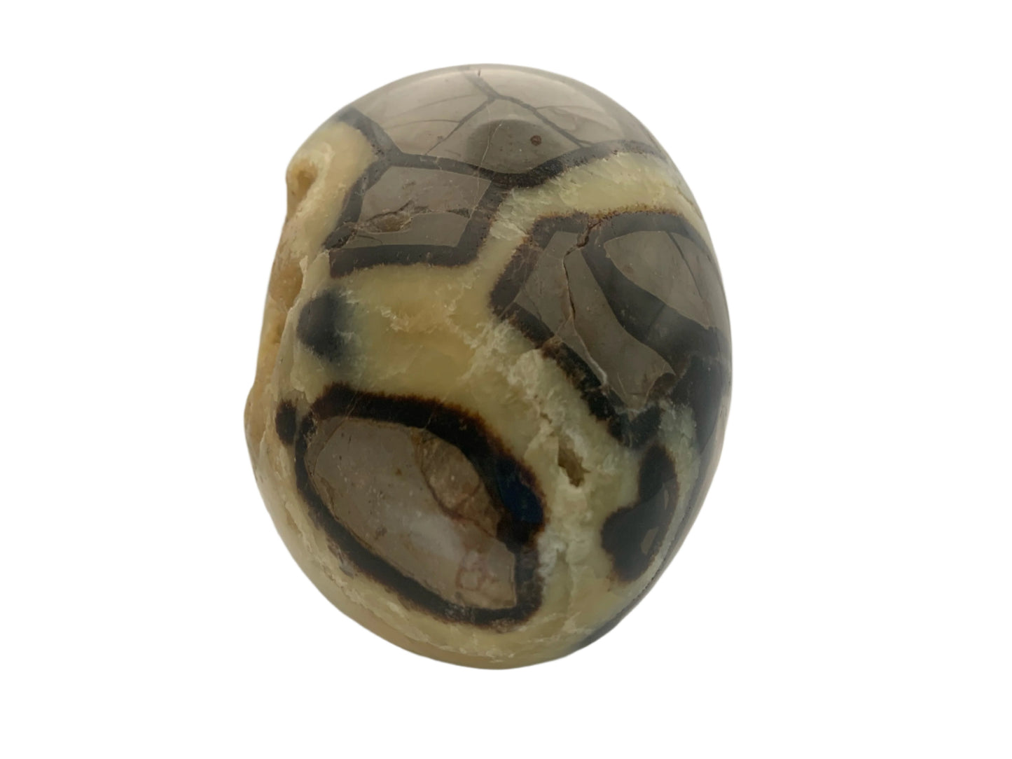 6lb 13oz Septarian Egg