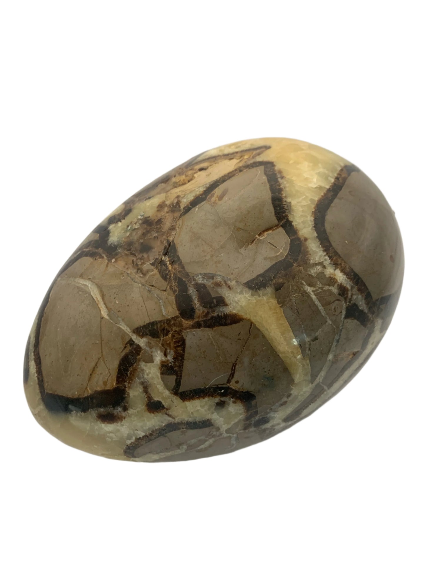 6lb 13oz Septarian Egg