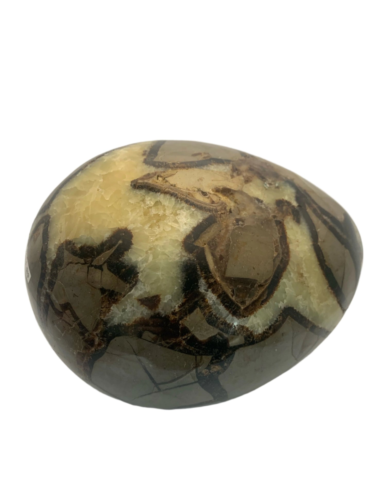 6lb 13oz Septarian Egg